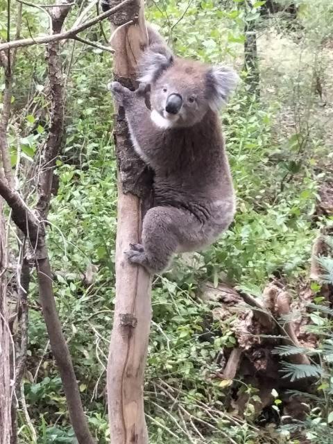 Mallacoota'S Shady Gully Caravan Park Ngoại thất bức ảnh