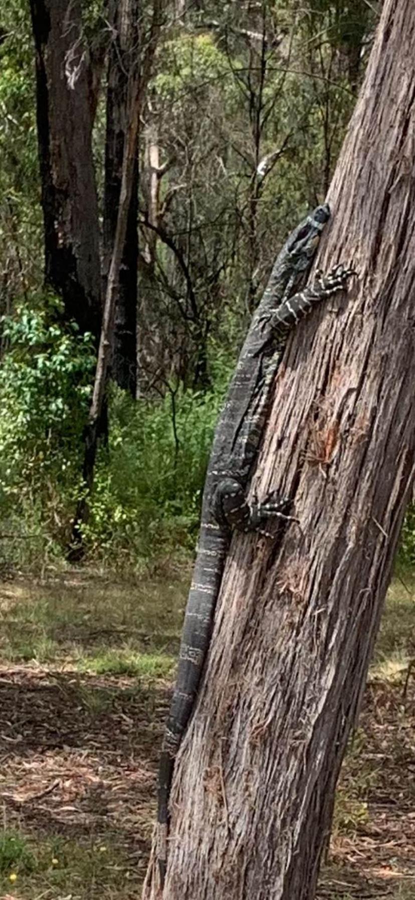 Mallacoota'S Shady Gully Caravan Park Ngoại thất bức ảnh