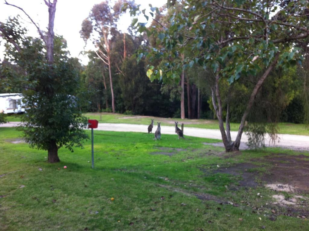 Mallacoota'S Shady Gully Caravan Park Ngoại thất bức ảnh