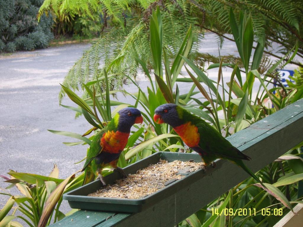 Mallacoota'S Shady Gully Caravan Park Ngoại thất bức ảnh